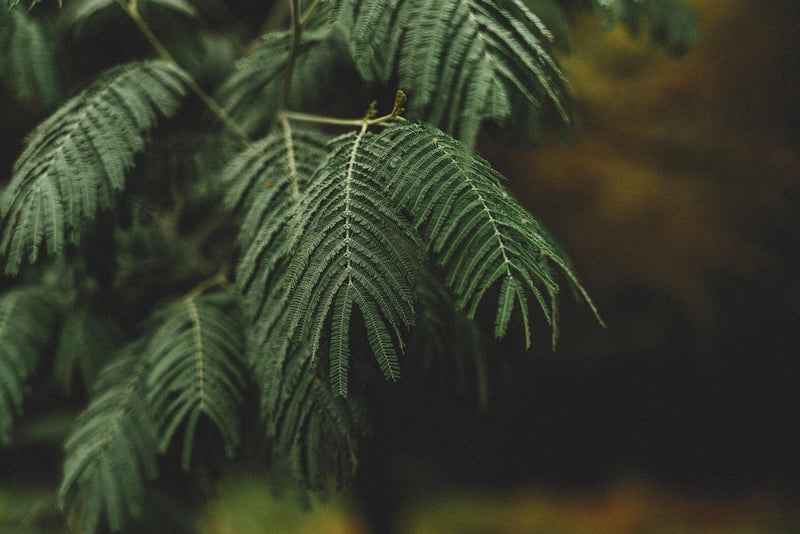 Greenery Masterpieces