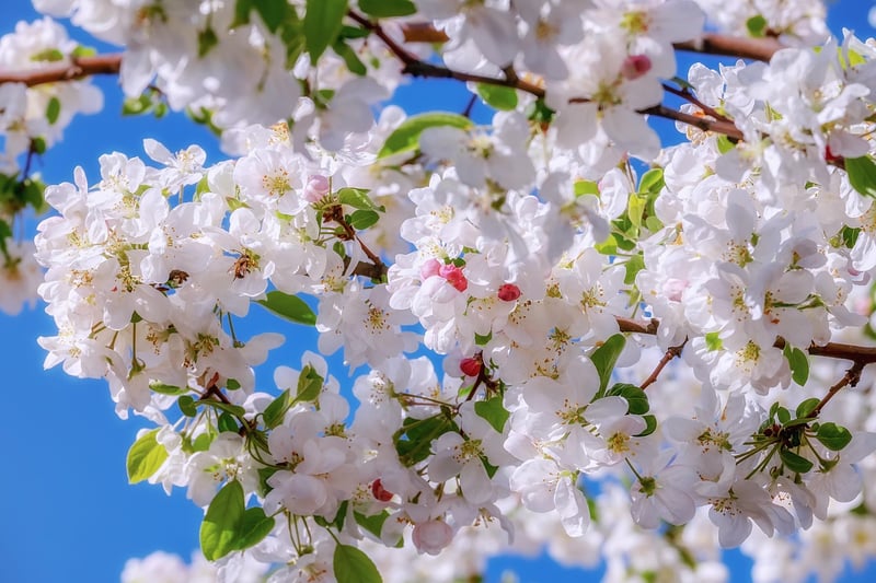 Flower Composition