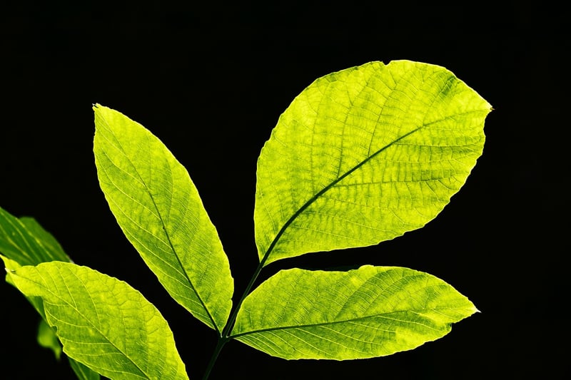 Leafy Art Forms