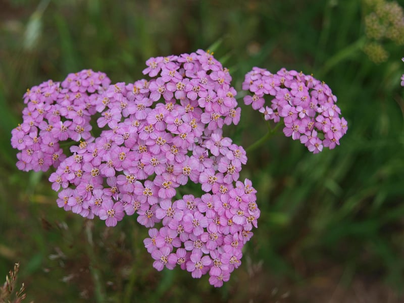 Pressed Flowers