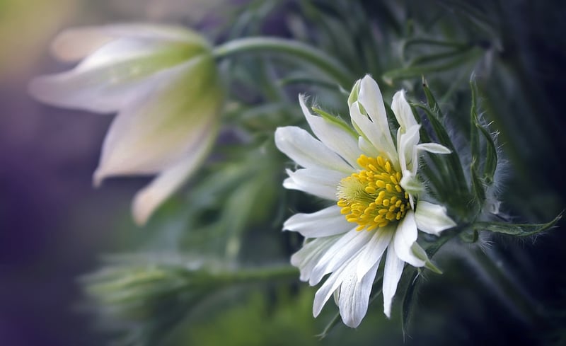 Artistic Petal Arrangement
