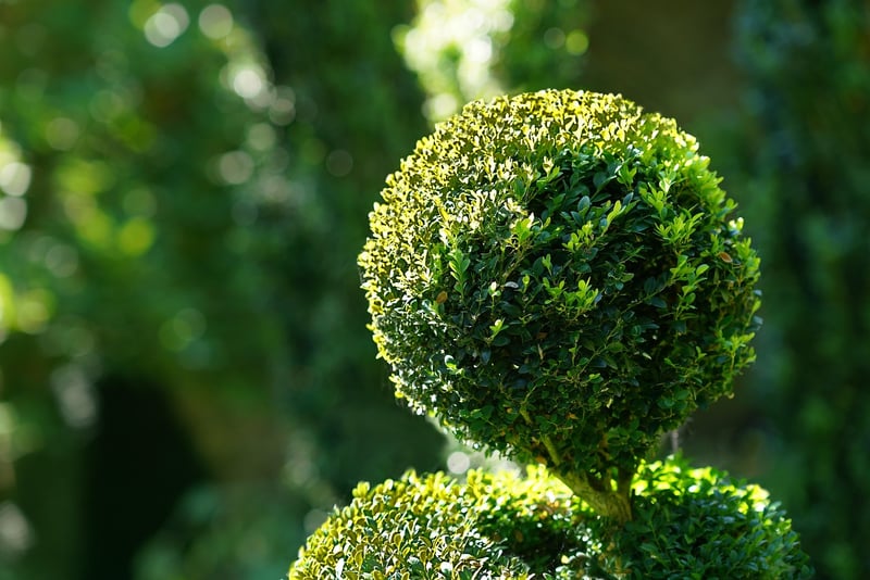 Topiary Art